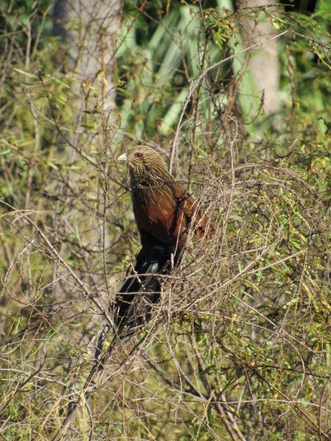 Malagasy Coucal - ML142833111