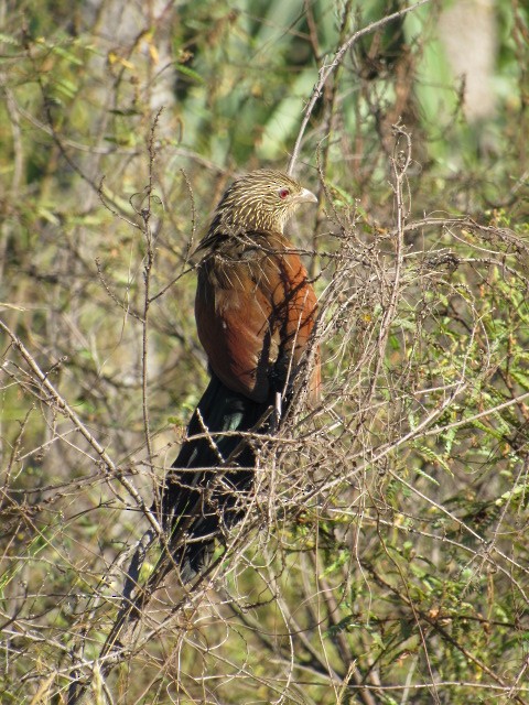 Malagasy Coucal - ML142836461