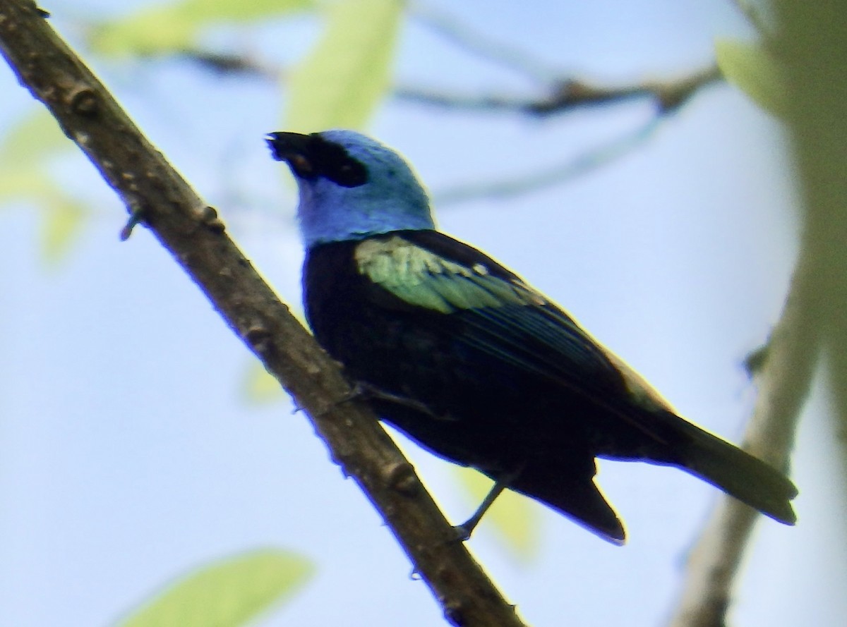 Blue-necked Tanager - ML142836871