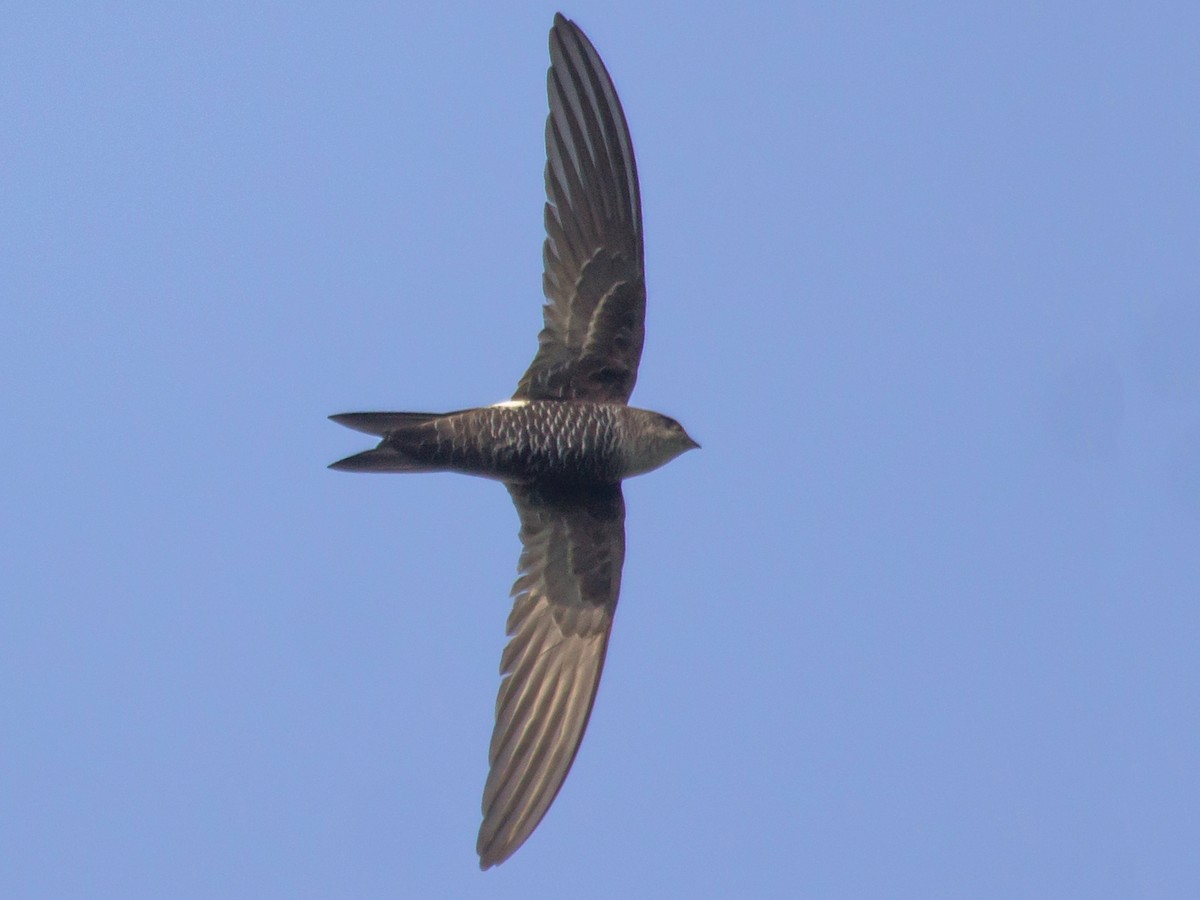 Blyth's Swift - Apus leuconyx - Birds of the World