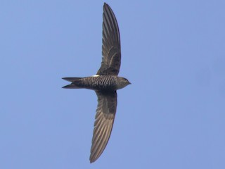  - Blyth's Swift