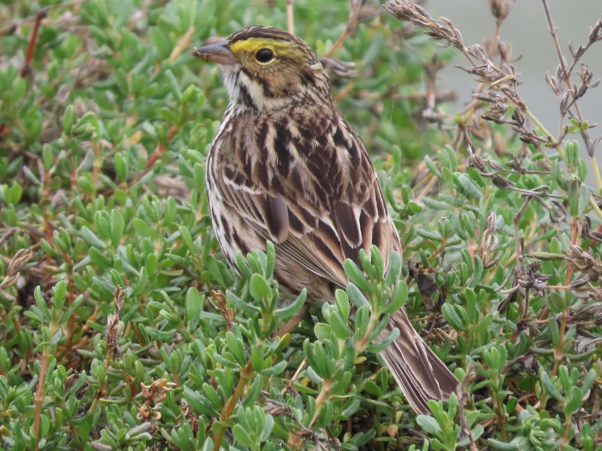 Savannah Sparrow - ML142839191