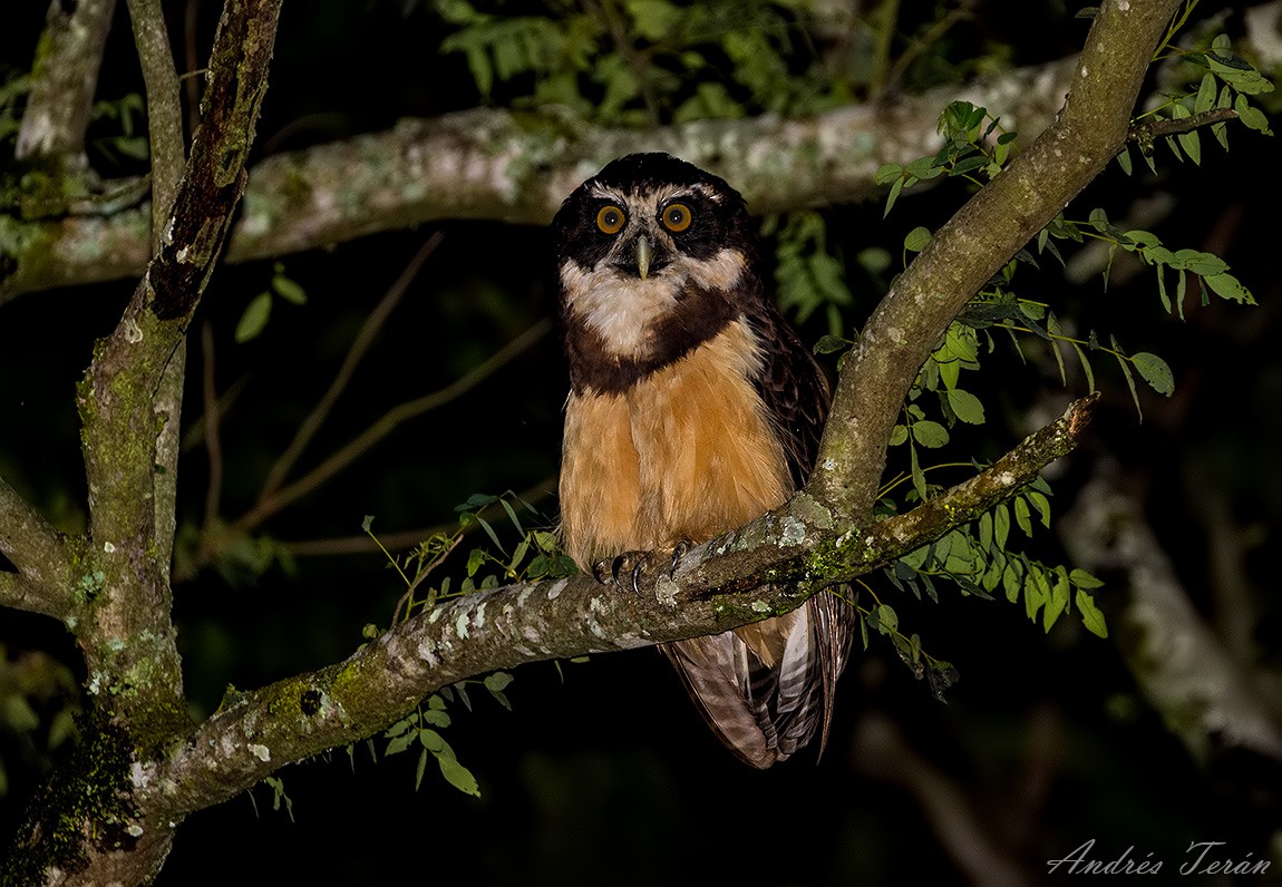 Spectacled Owl - ML142840451