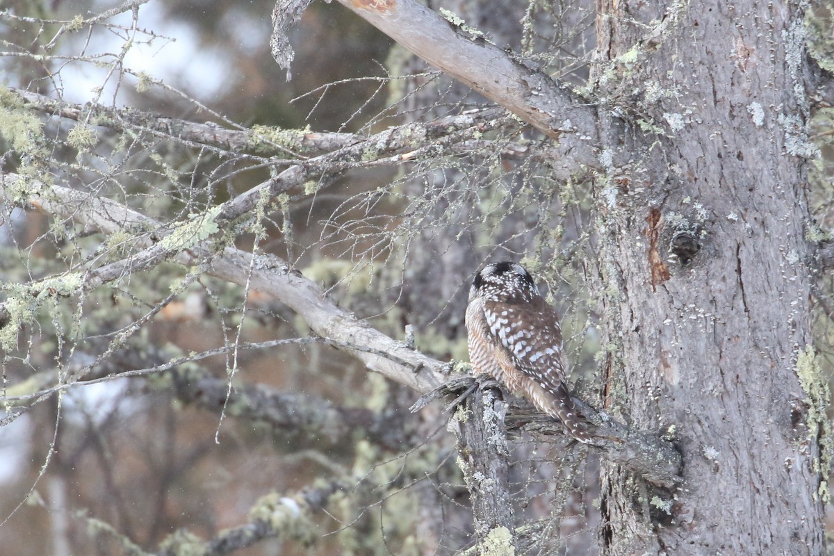 Northern Hawk Owl - Shawn Miller
