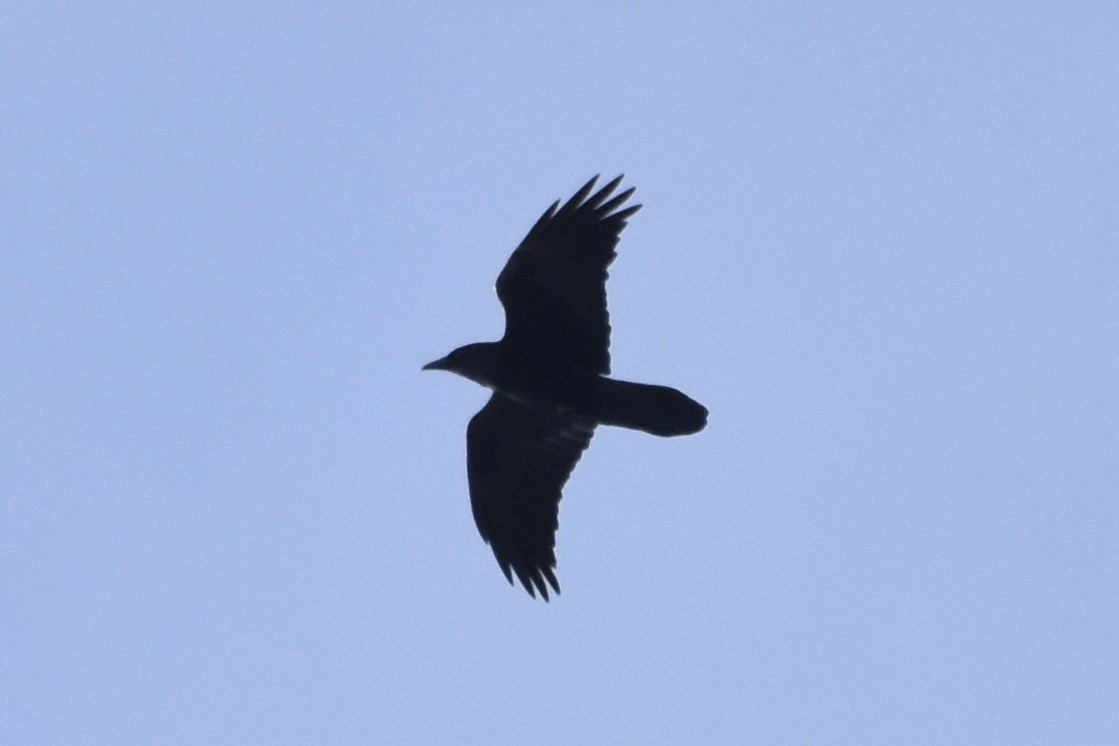 Common Raven - Derek Hudgins