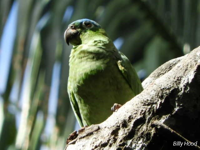 Mealy Parrot - ML142846391
