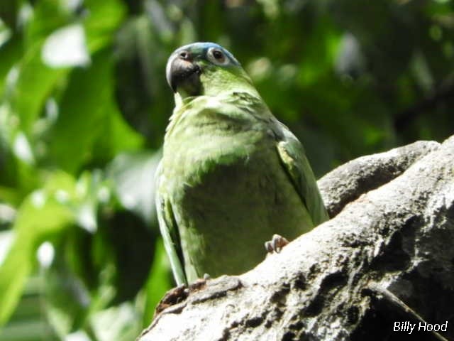 Mealy Parrot - ML142846451