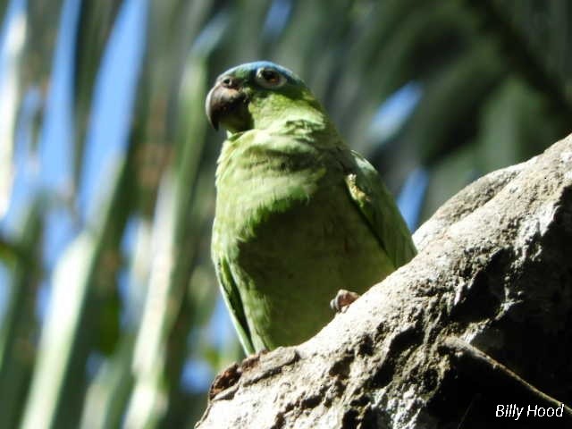 Mealy Parrot - ML142846491