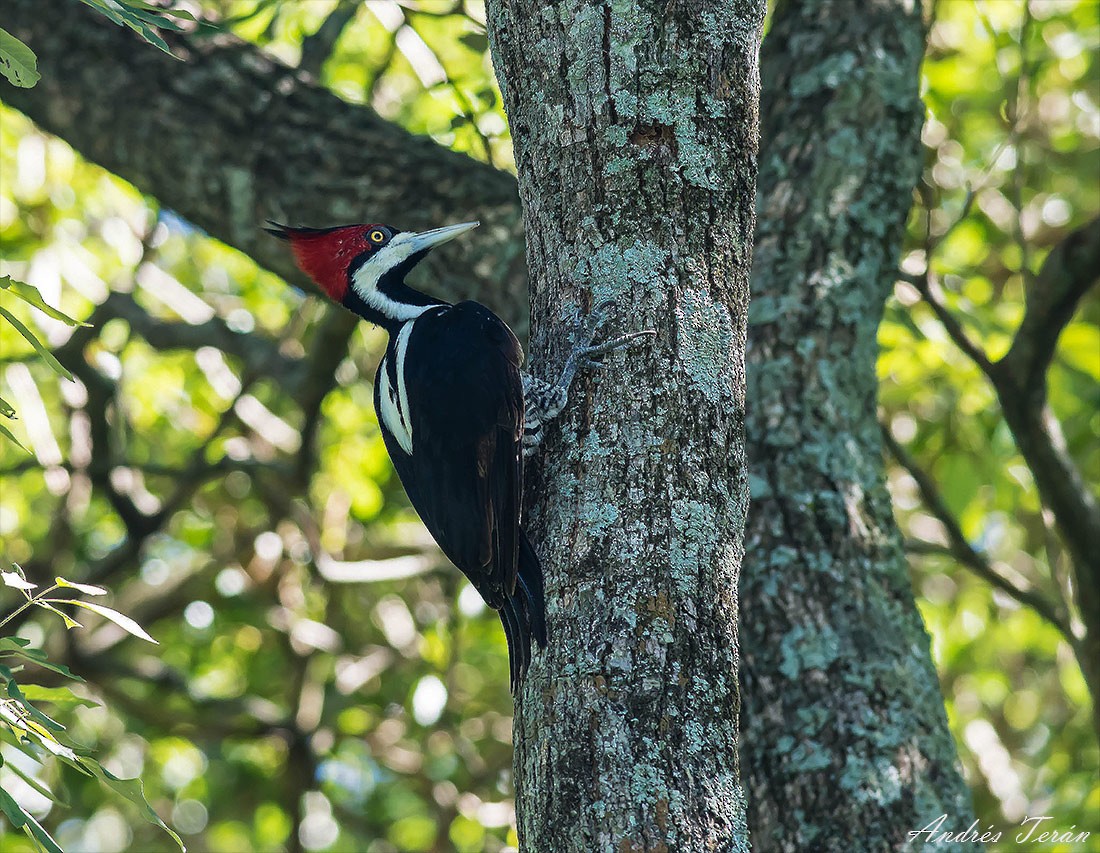 Crimson-crested Woodpecker - ML142850881