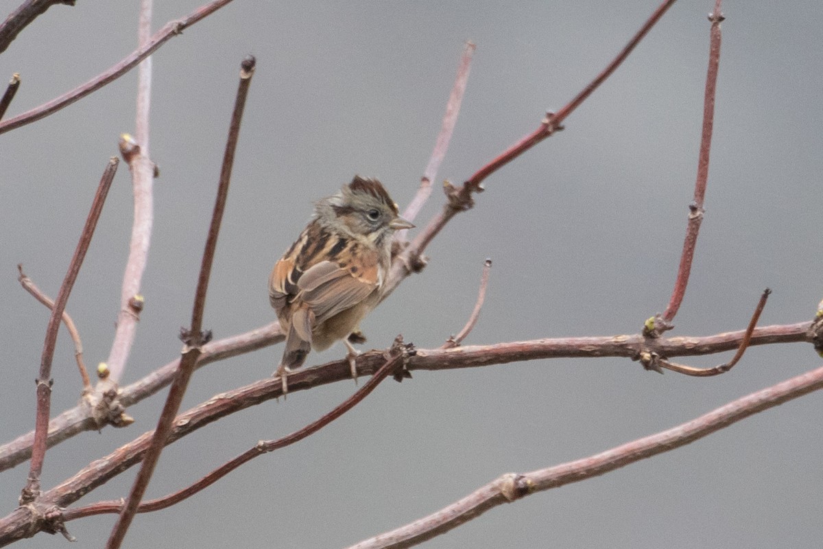 Swamp Sparrow - ML142852861