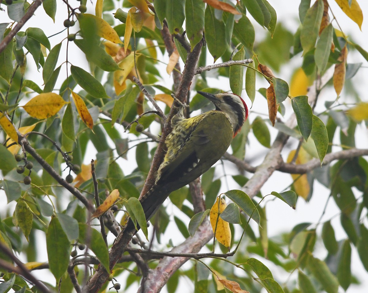 Cuban Green Woodpecker - Joshua Vandermeulen