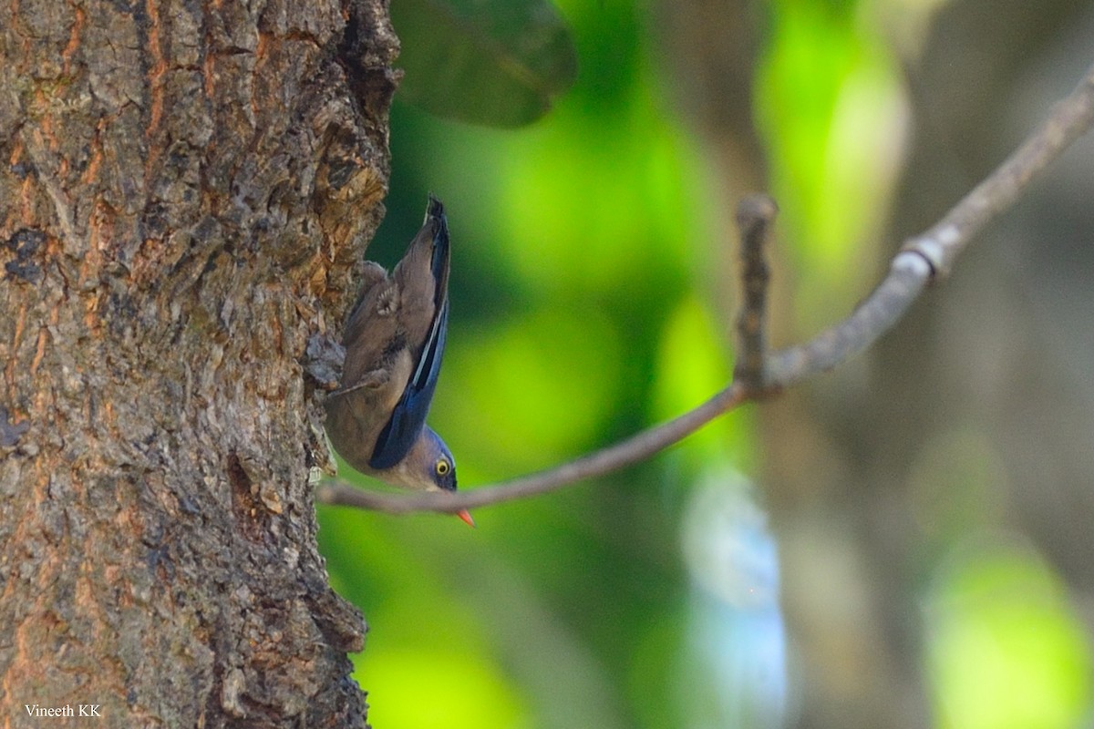 Velvet-fronted Nuthatch - ML142857241