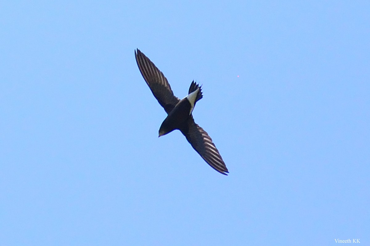 Brown-backed Needletail - ML142857371