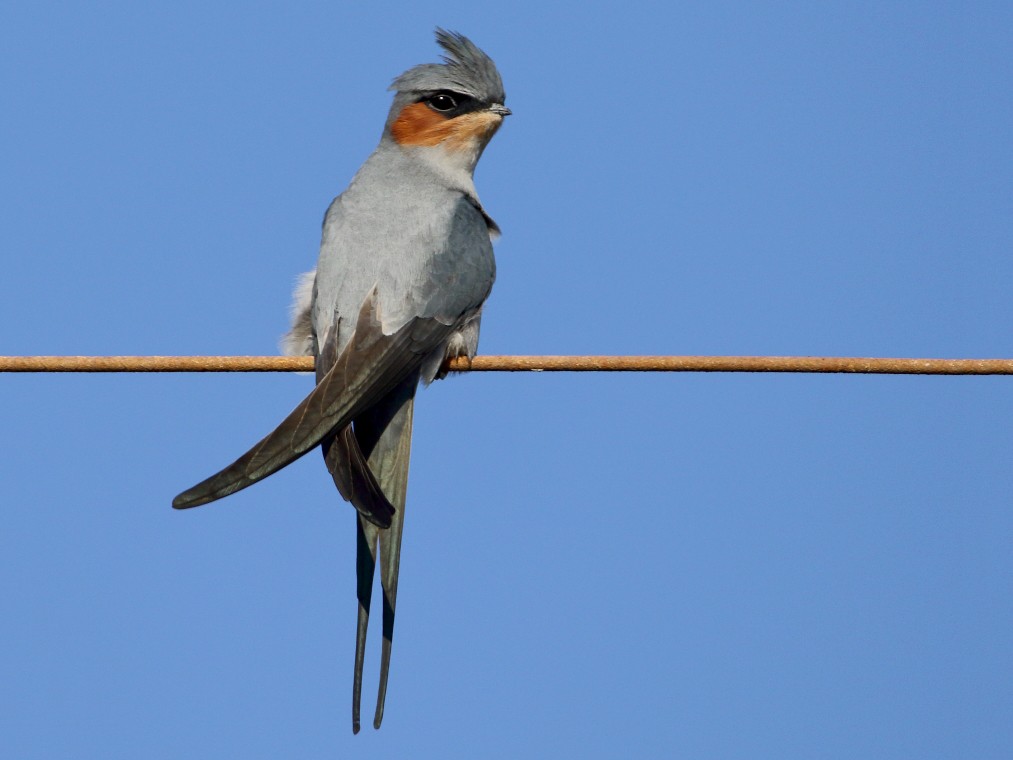 Crested Treeswift - eBird