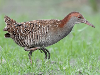  - Slaty-breasted Rail