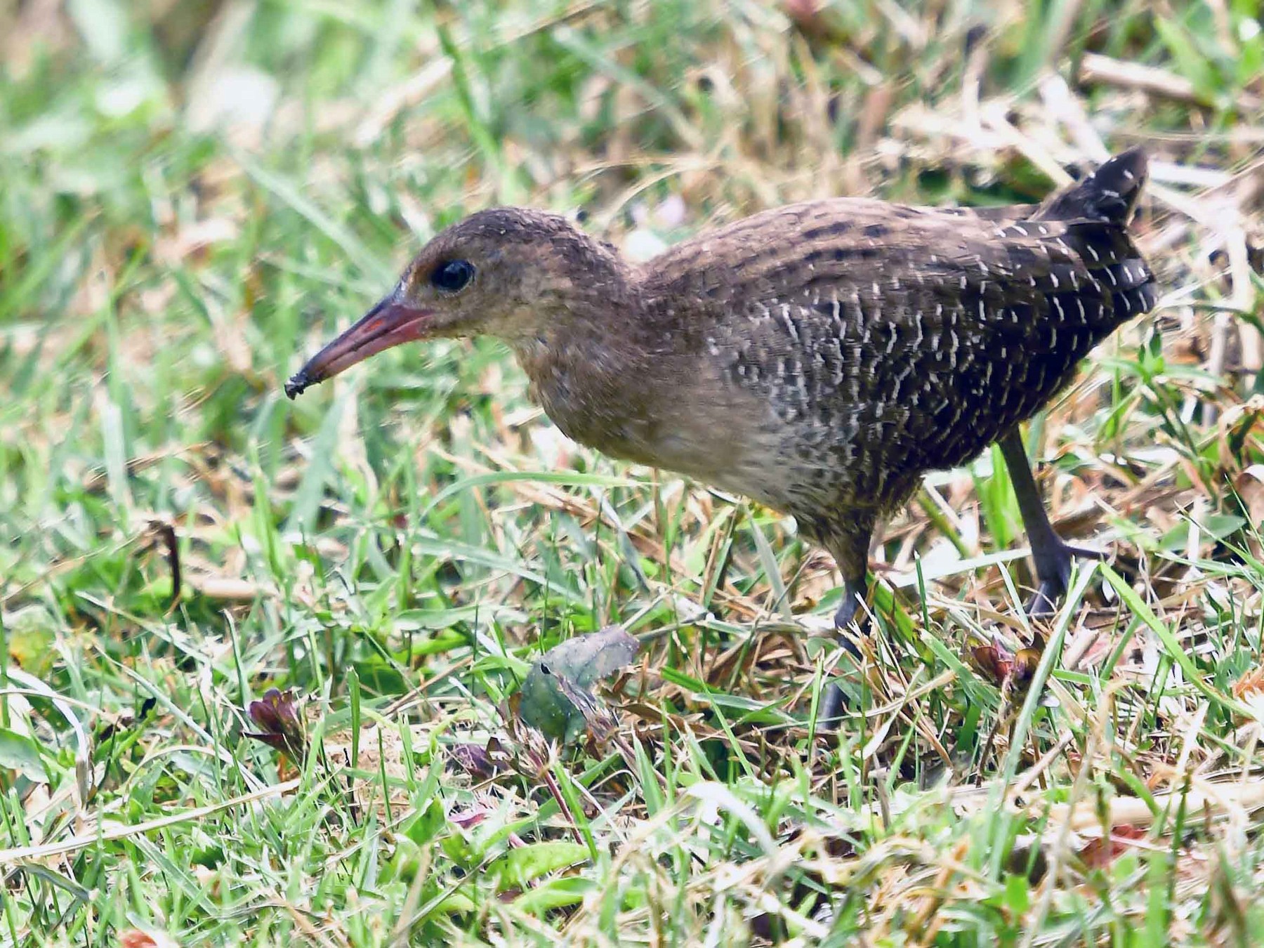Râle strié - eBird