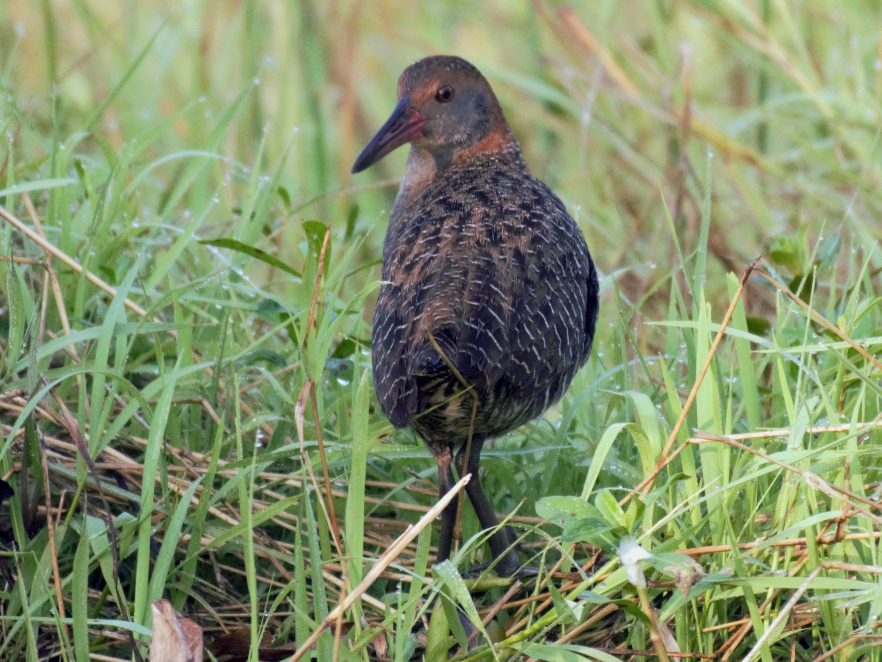 Slaty-breasted Rail - eBird