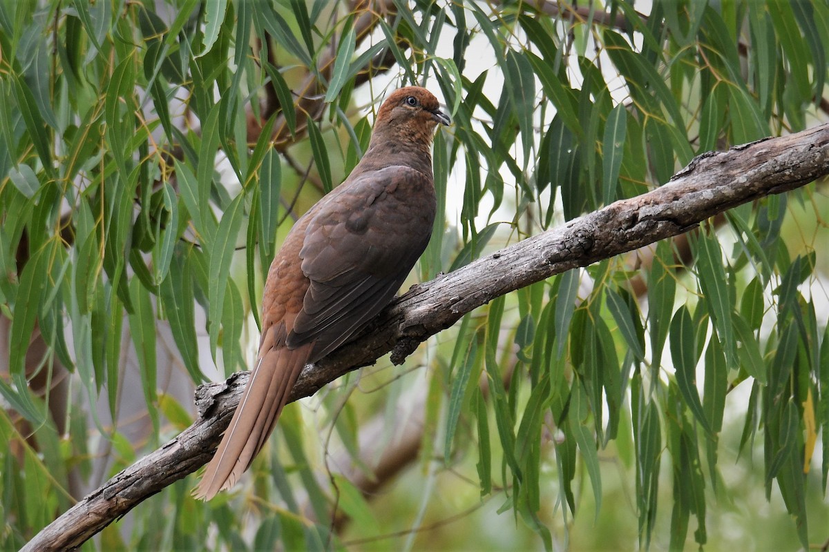 Brown Cuckoo-Dove - Chris Munson