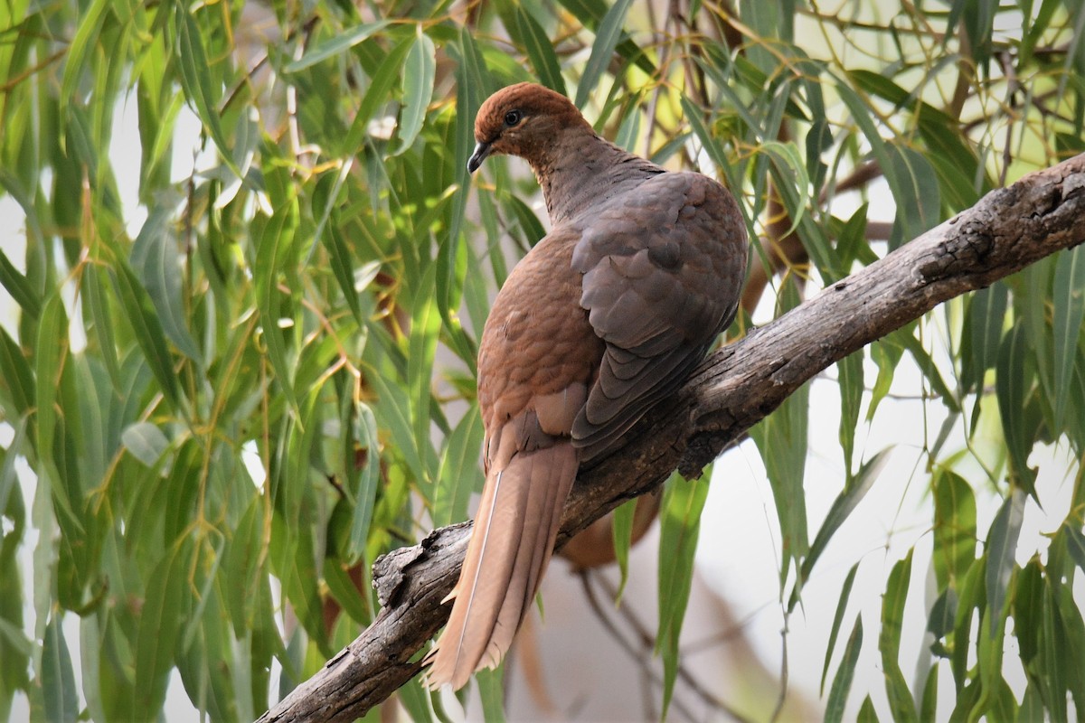 Brown Cuckoo-Dove - Chris Munson