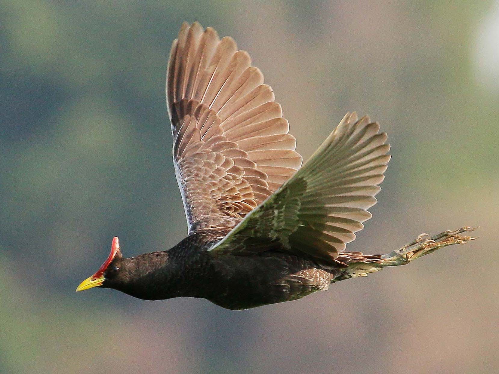 Watercock - Neoh Hor Kee