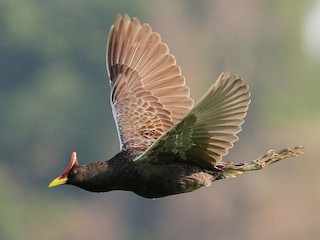 นกเพศผู้ชุดขนฤดูผสมพันธุ์ - Neoh Hor Kee - ML142863591