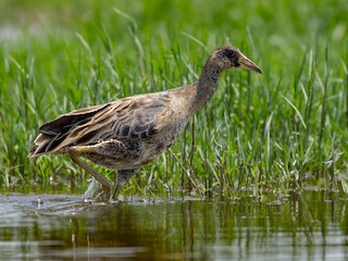 นกเต็มวัยชุดขนนอกฤดูผสมพันธุ์หรือนกวัยรุ่น - Deepak Sahu - ML142863611