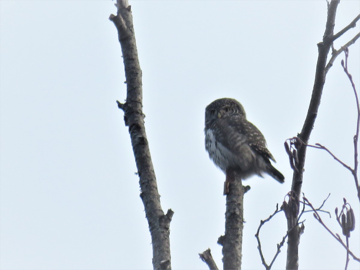 Eurasian Pygmy-Owl - Örjan Sjögren