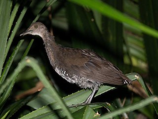 Молодая птица - Kantori Birders - ML142865801