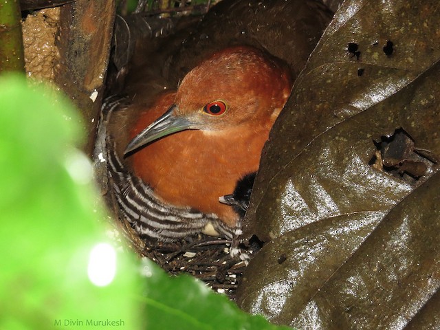 Photos - Slaty-legged Crake - Rallina eurizonoides - Birds