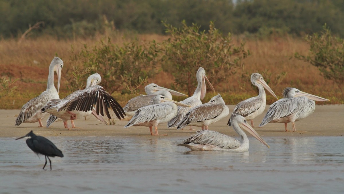 Pink-backed Pelican - ML142866161