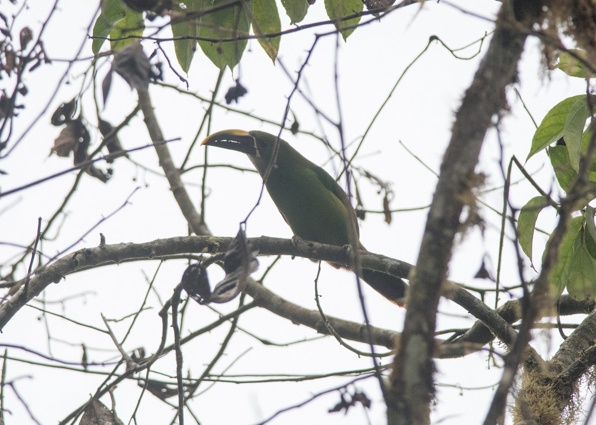 Southern Emerald-Toucanet (Gray-throated) - Nige Hartley