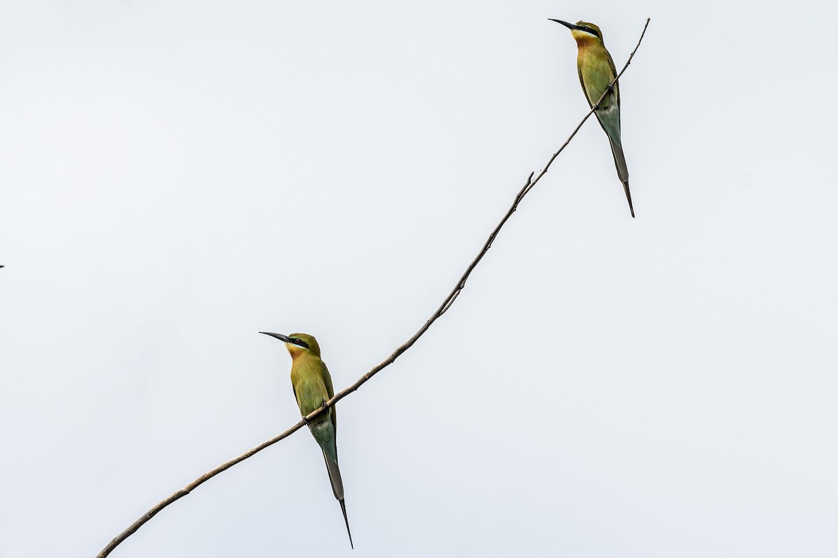 Blue-tailed Bee-eater - Rodolfo Quinio