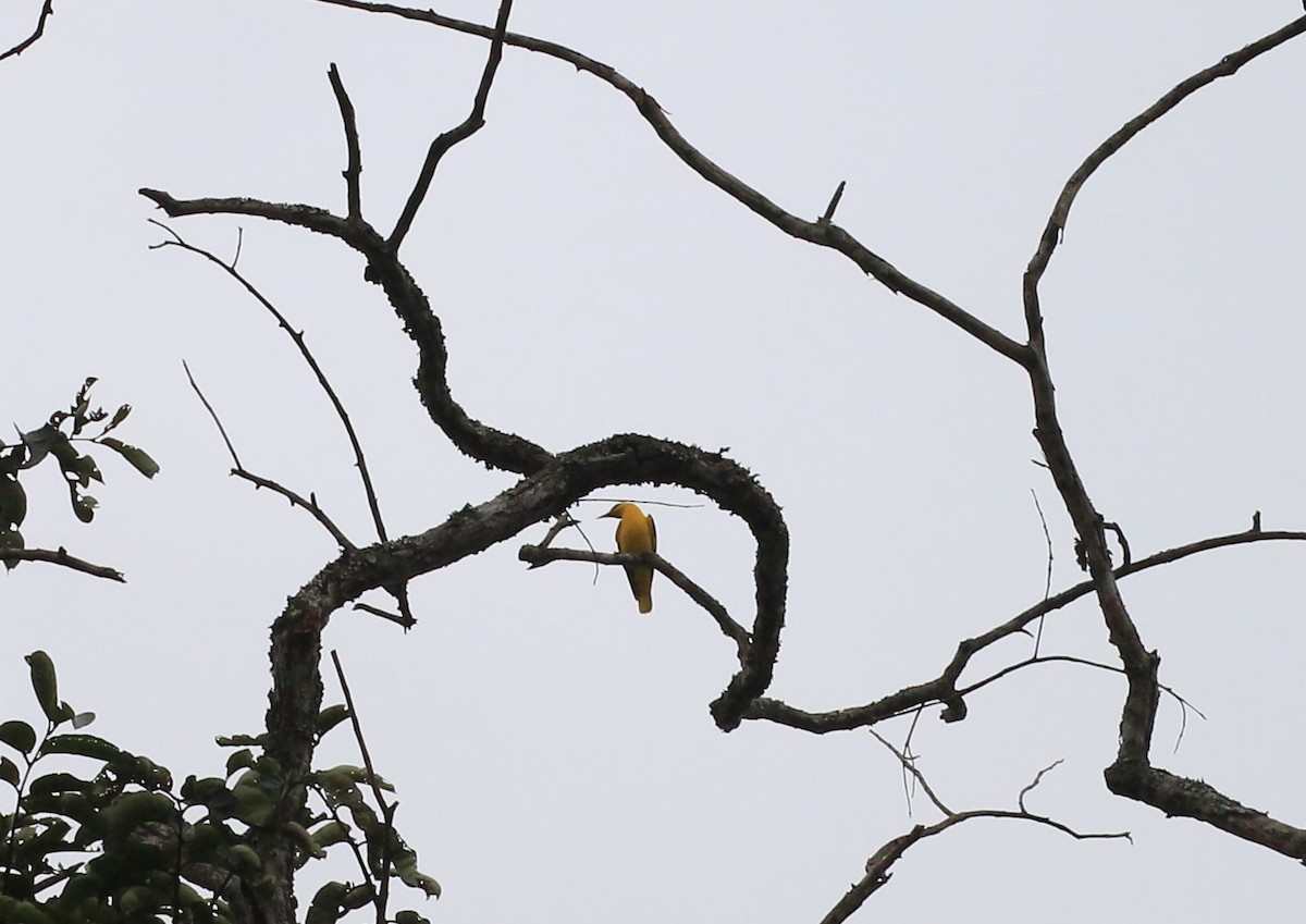 Indian Golden Oriole - ML142869121