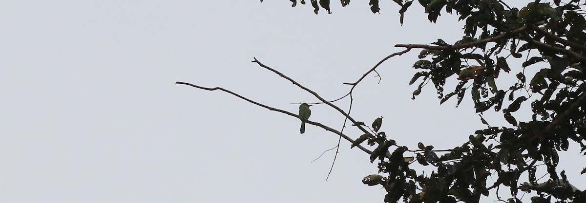 Chestnut-headed Bee-eater - ML142869181
