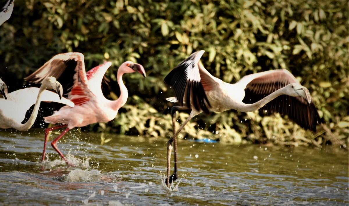 Lesser Flamingo - ANANT PATKAR