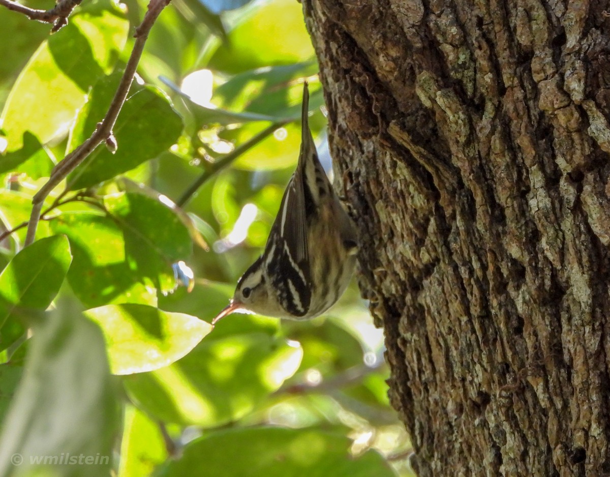 Black-and-white Warbler - ML142872051