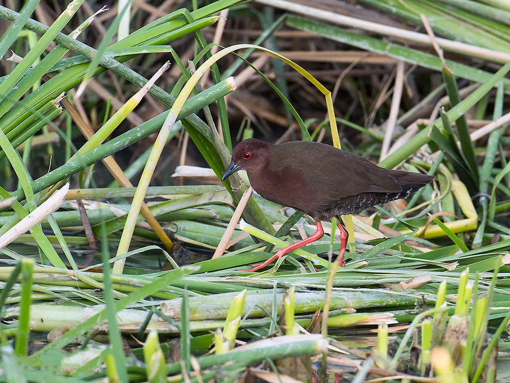 Ruddy-breasted Crake - eBird