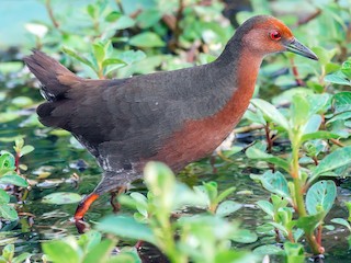  - Ruddy-breasted Crake