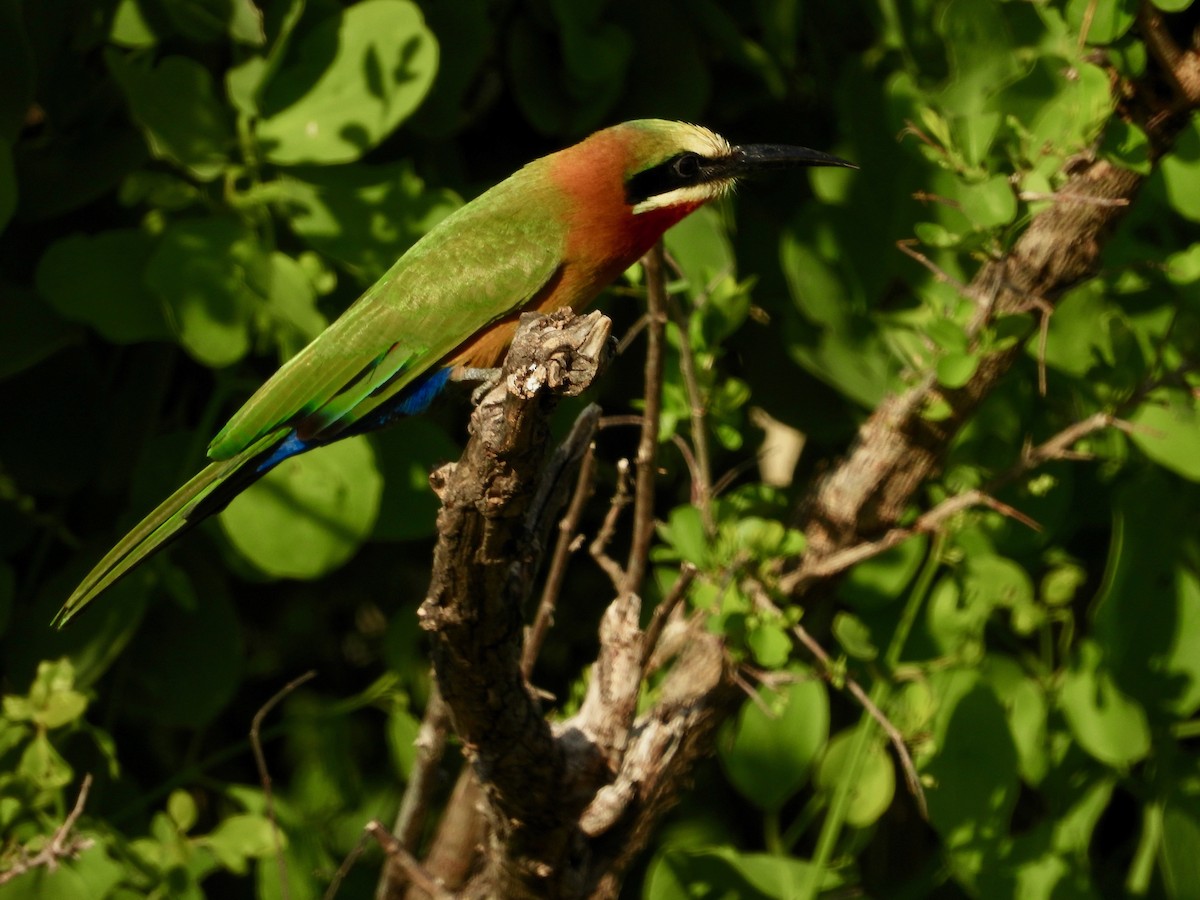White-fronted Bee-eater - ML142876781