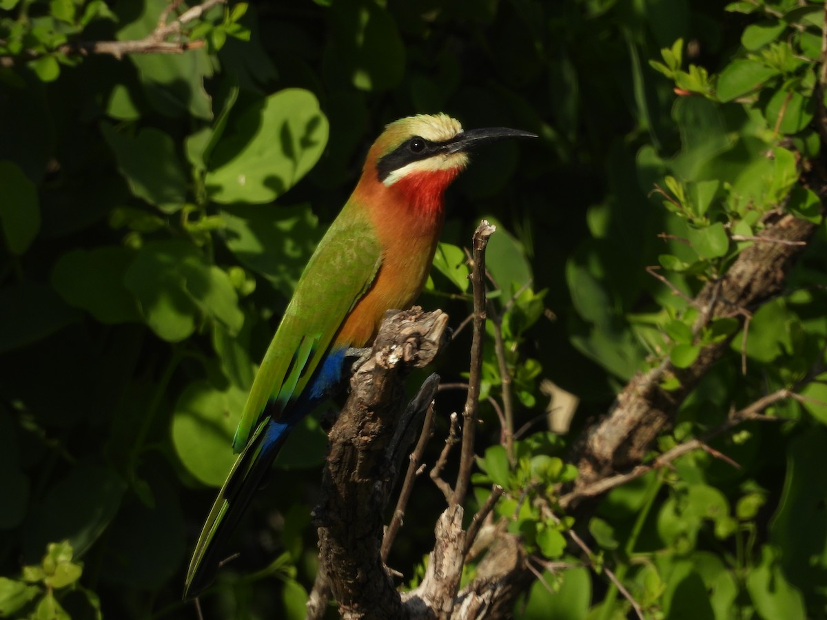 White-fronted Bee-eater - ML142876991