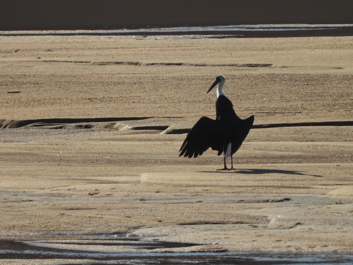 African Woolly-necked Stork - ML142877221