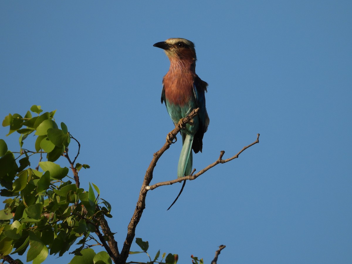 Lilac-breasted Roller - ML142877461