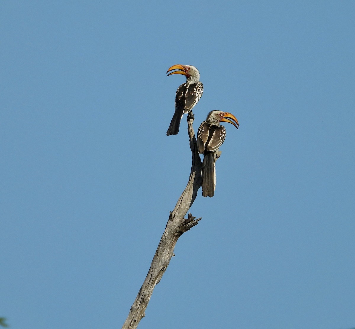 Southern Yellow-billed Hornbill - GARY DOUGLAS