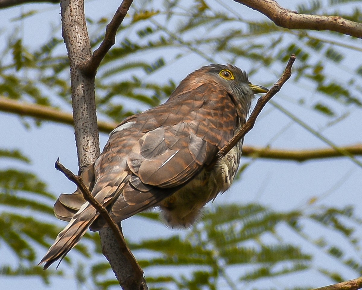 Common Hawk-Cuckoo - Jaideep Krishnan