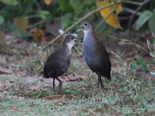 นกเต็มวัยและนกเด็ก - Chinmay Rahane - ML142877751