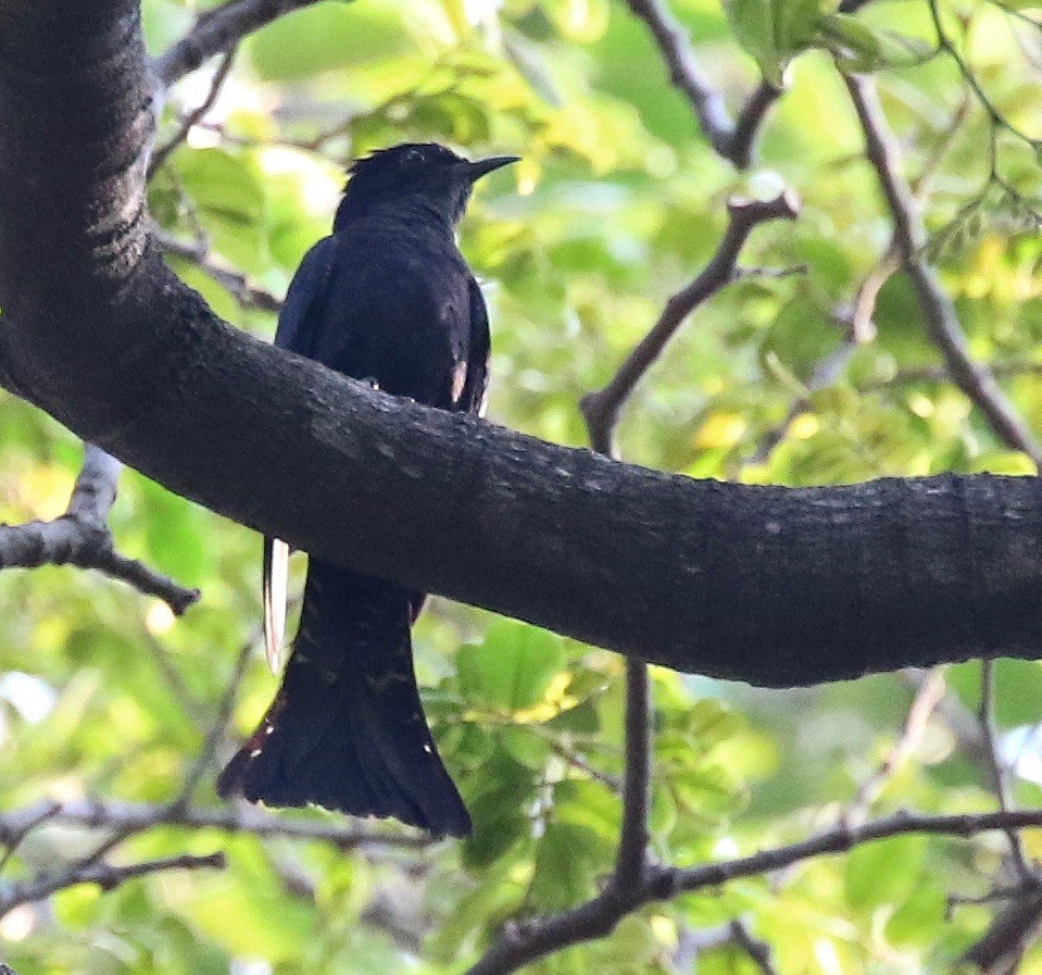 Square-tailed Drongo-Cuckoo - ML142879011