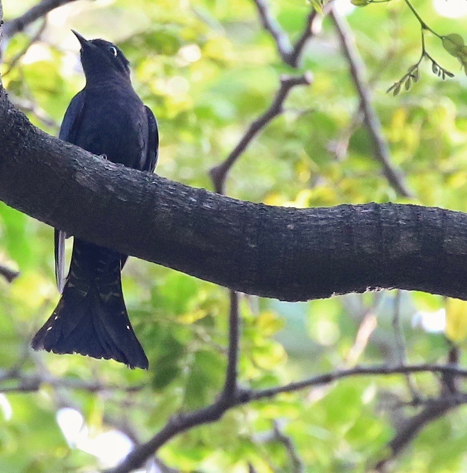 Square-tailed Drongo-Cuckoo - ML142879021