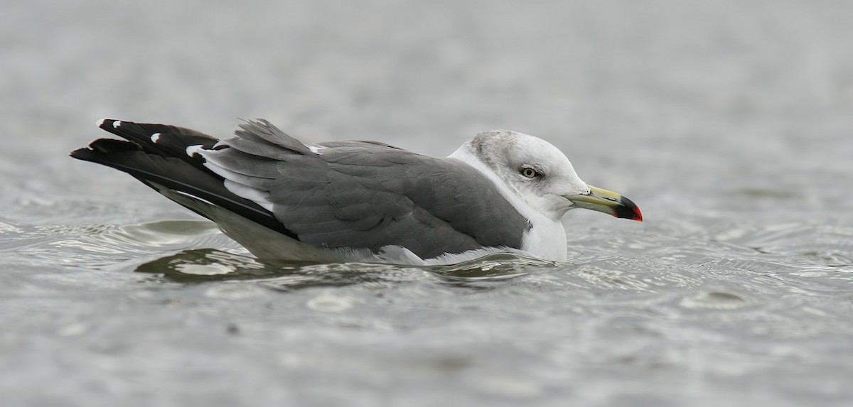 Black-tailed Gull - Dave Brown