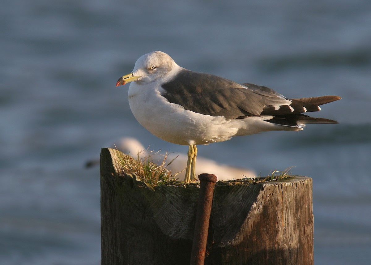 Black-tailed Gull - Dave Brown
