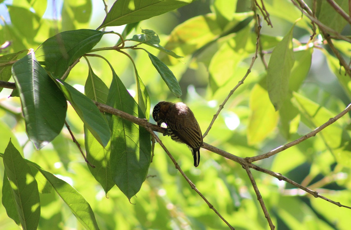 Ochre-collared Piculet - ML142883071